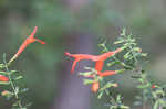 Scarlet calamint